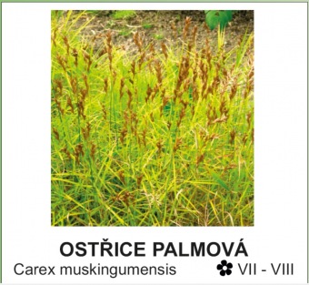 ostrice_palmova_-_Carex_muskingumensis.jpg